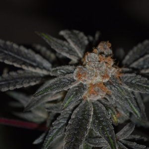 Mandarin Cookies 1