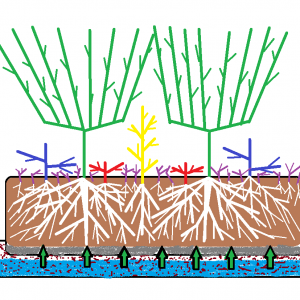 Organic Soil Grow Side View.png