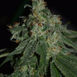 Warbird OG