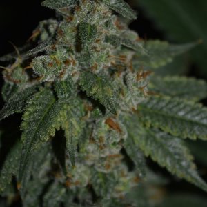 Warbird OG