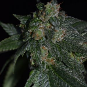 Warbird OG