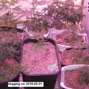 Veggin 2018-05-31.JPG