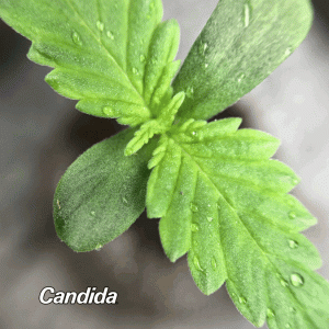 Candida Germination