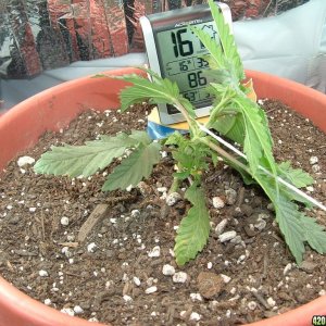 Woodsman's NL#5 Grow -Plant #1 in LST