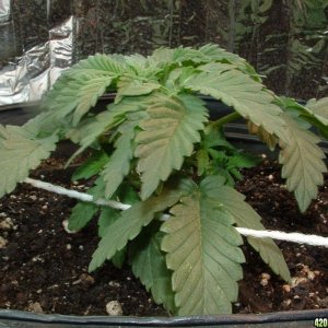 Woodsman's NL #5 Grow