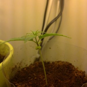 My first Indoor grow