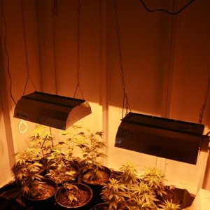 HD's first indoor grow