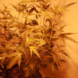 HD's first indoor grow