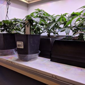 Grow3_Day28 (2).jpg