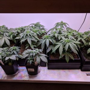 Grow3_Day28.jpg