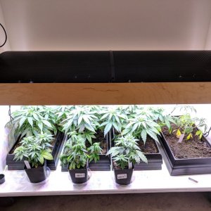 Grow3_Day34 (2).jpg