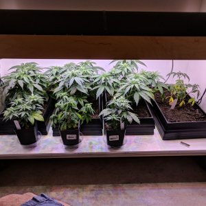 Grow3_Day34.jpg