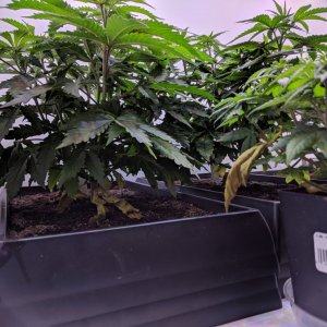 Grow3_Day38 (2).jpg