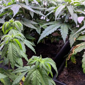 Grow3_Day38 (3).jpg