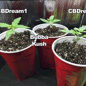 CKS CBDream & Bubba Kush