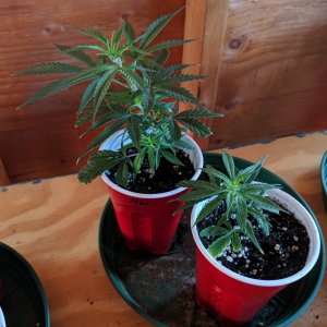 Maui Waui Clones