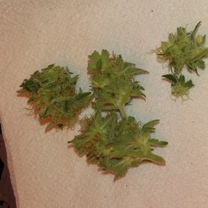 Sample popcorn buds