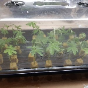 Clones Day 4