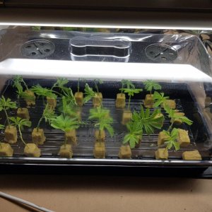 Clones day 1