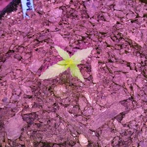 Transplanted to 1 gal 041.jpg