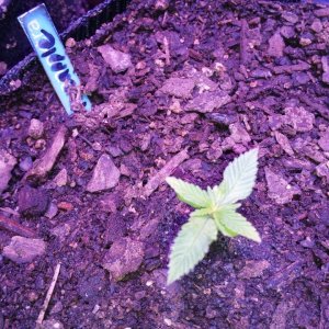 Transplanted to 1 gal 042.jpg