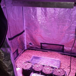 Transplanted to 1 gal 047.jpg