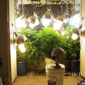 my grow