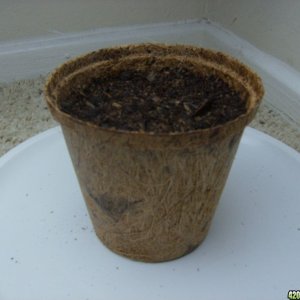 Peat Pot