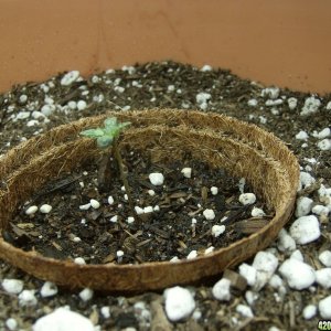 Second plant, day 8