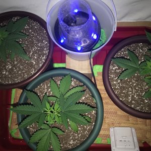 Crop King Seeds Various Strains