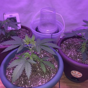 Crop King Seeds Various Strains