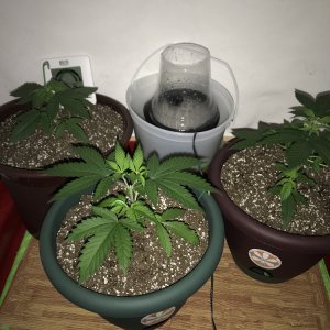 Crop King Seeds Various Strains