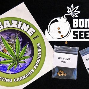 bomb-seeds-420.jpg