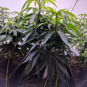 Grow3Day64 (3).jpg