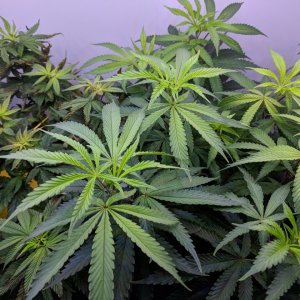 Grow3Day64 (5).jpg