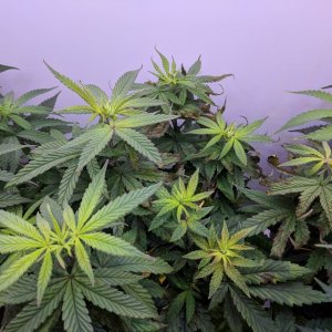 Grow3Day64 (6).jpg