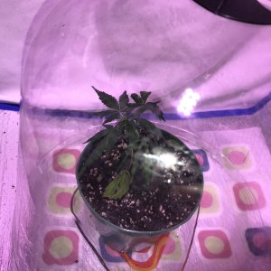 CBD OGKush Auto Dinafem