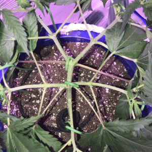 Tucking Leaves Instead of Defoliation.gif