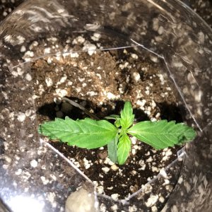 OG Kush Rolex Auto - Seedsman Genetics