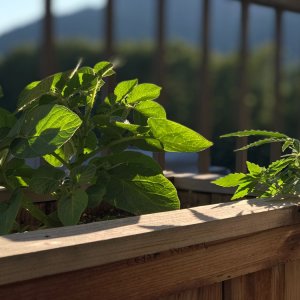 Garlic & Cannabis Garden