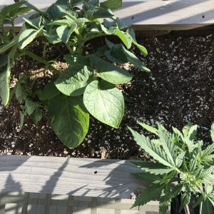 Garlic & Cannabis Garden