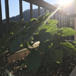 Garlic & Cannabis Garden