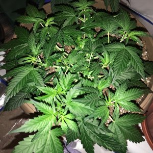 OG Kush Rolex Auto - Seedsman Genetics