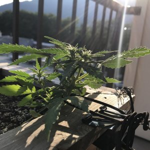 Misc Seed Autoflower