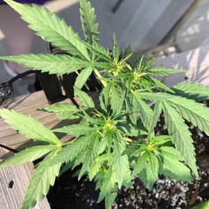 Misc Seed Autoflower