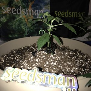 OG Kush Auto - Seedsman Genetics