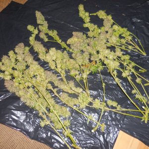 Purples harvested!! 004.jpg