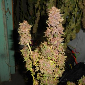 Purples harvested!! 016.jpg