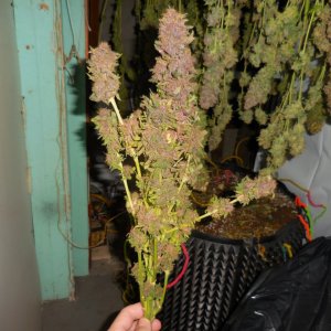 Purples harvested!! 017.jpg