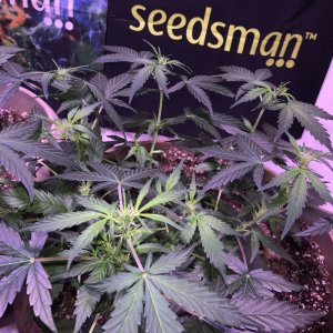 OG Kush Auto - Seedsman Genetics